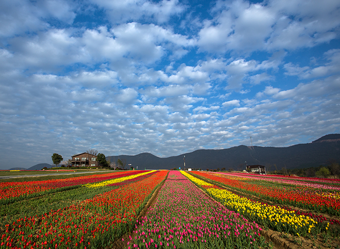 郁金香高地