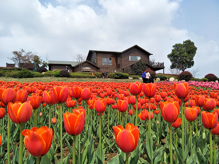 半汤郁金香高地景区