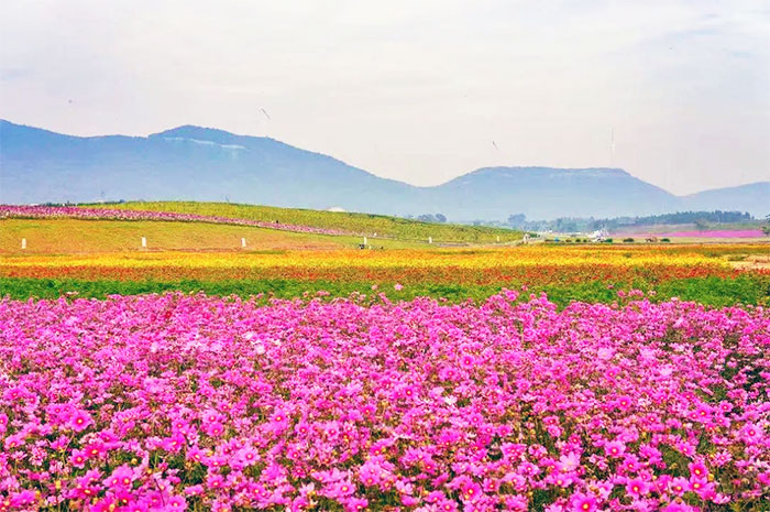 东篱花圃