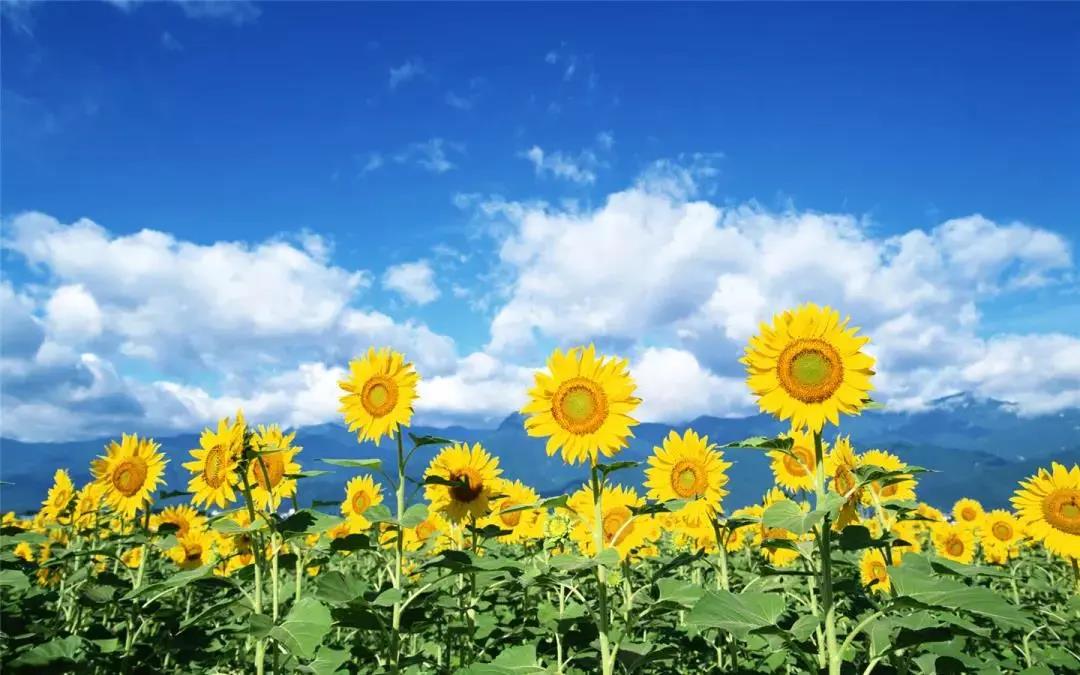 100%出大片！快来打卡半汤这片金色花海吧！