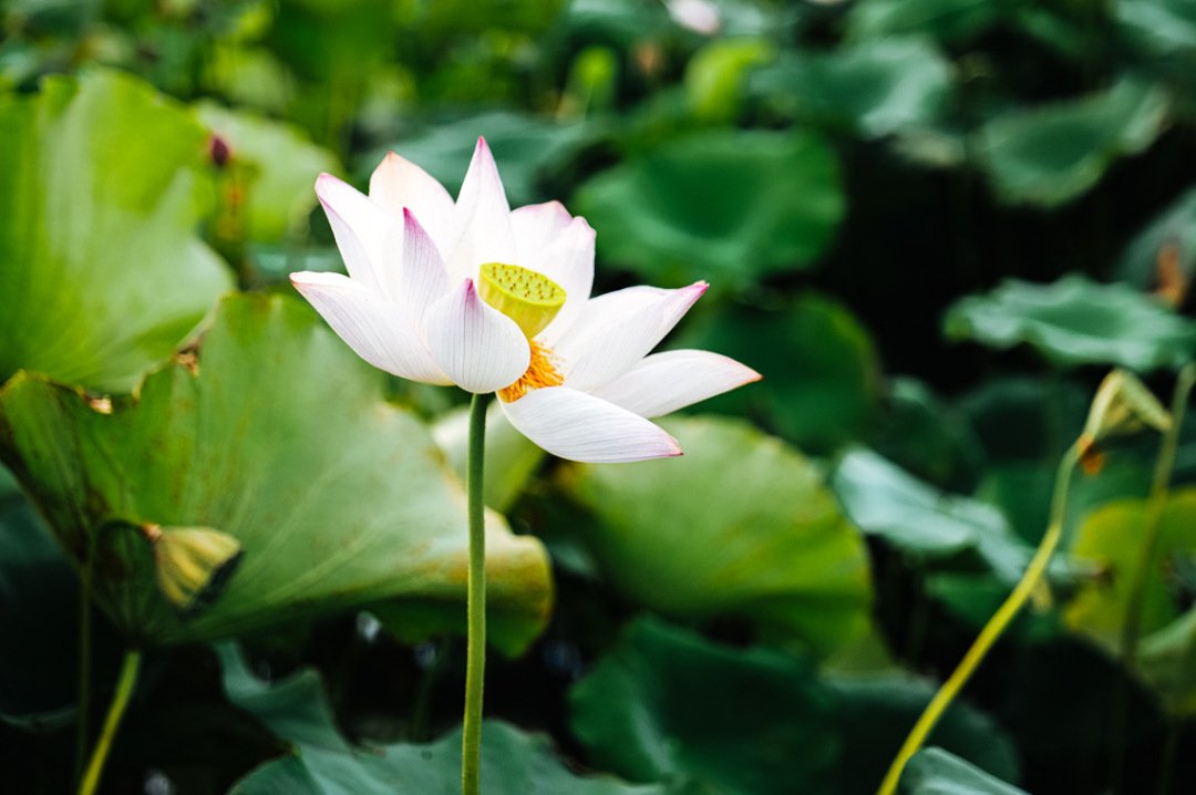 今日大暑丨来半汤，抓住夏天的尾巴！