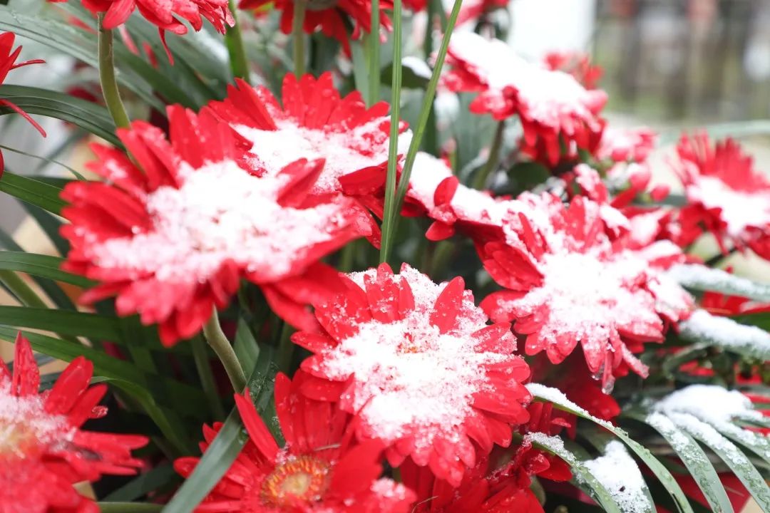 半汤好风光 | 初雪，相约在半汤