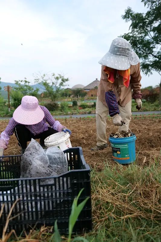 半汤待君来丨花苗已种，原野之上将呈现百合花海