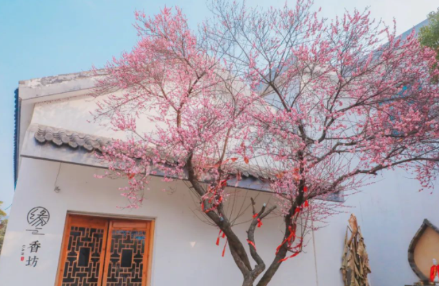 图说半汤 | 村里“梅”景正当时