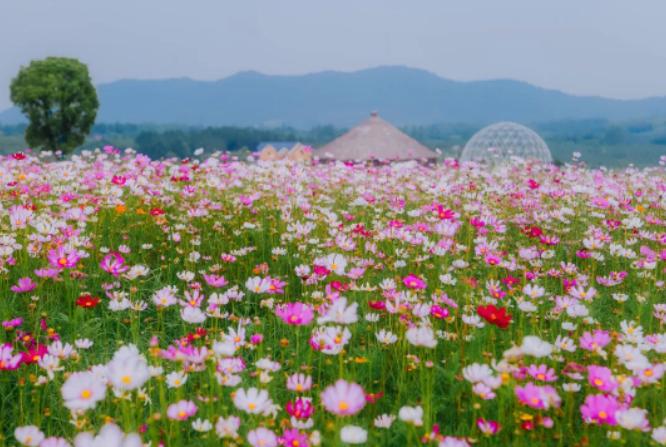 芒种 | 时雨及芒种，四野皆插秧