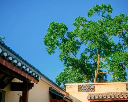 网络中国节·七夕丨带TA在半汤邂逅浪漫！