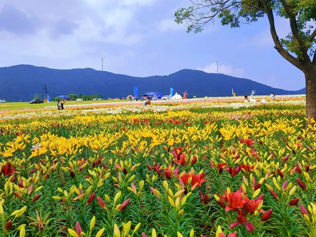 这里花海遍野，这里灯火阑珊，这里岁月静好！