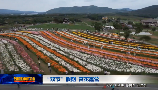 “双节”假期 百合花如约绽放