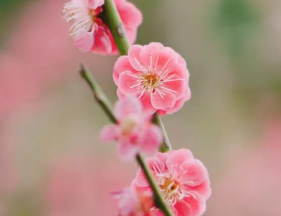半汤：梅花绽放春意浓 踏春赏花醉游人｜春游江淮