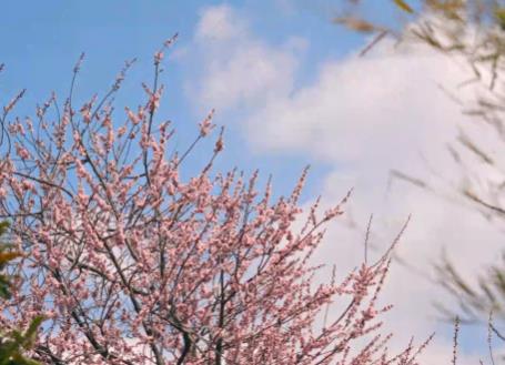 花开半汤|穿梭在春意里，乐享浪漫的春日时光