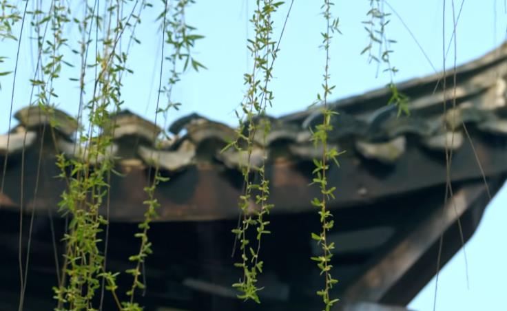 花开半汤丨海棠花绽放，春日诗意长