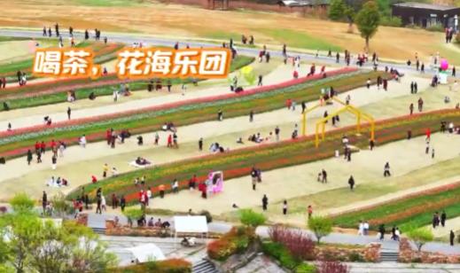 曲韵茶香 半汤温泉养生度假区演绎春日雅趣