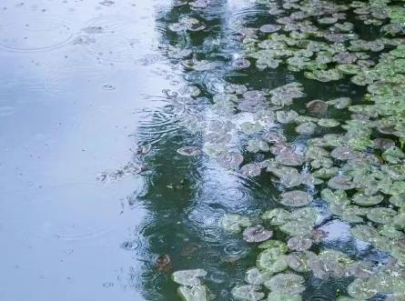 谷雨 | 沐人间春色，看万物生长