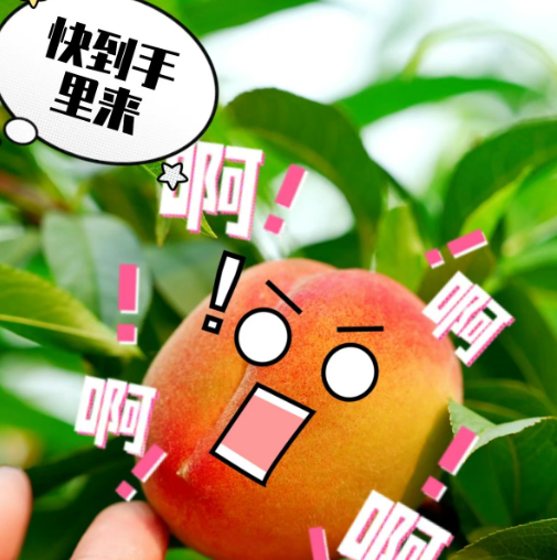 夏日桃气暴击！半汤山桃采摘园5月30日开园 