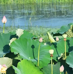 半汤荷风：一汪清池里的夏日私语