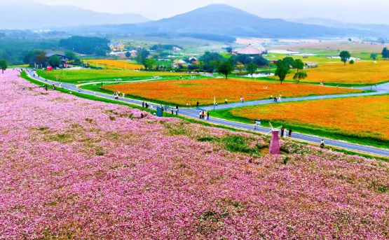 一片花海，一炉茶，一段慢时光