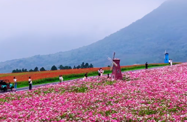 半汤秋日必看：花海盛开，氛围感拉满