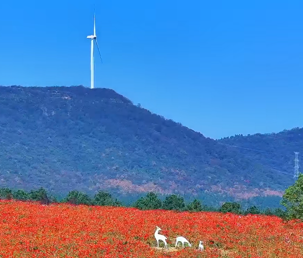 半汤花讯！百日菊开遍高地，初冬光景美出圈！