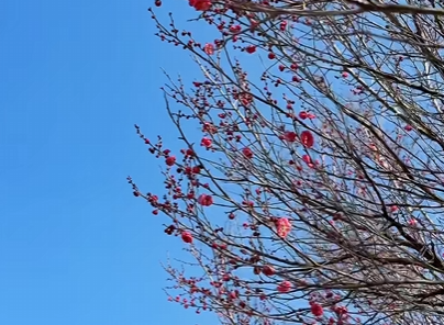 寻一缕梅香，共赏半汤风雅