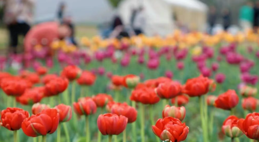 今年春天，半汤的花海里藏着多少惊喜？提前剧透→