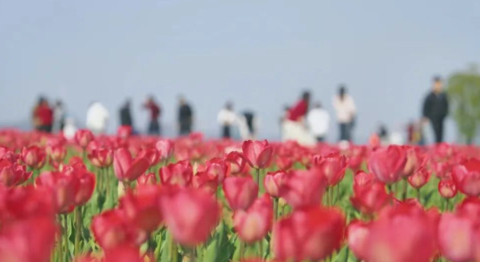 香约半汤 郁见花开｜3月21日启幕！一键收藏赴花约！