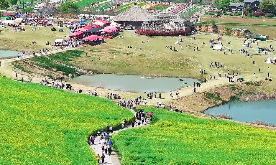假日踏青首选！半汤郁金香高地，赴一场松弛之约！