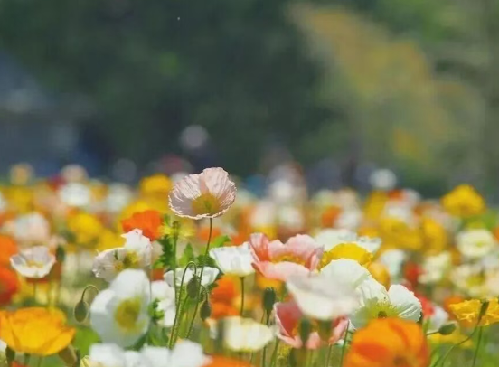 春雨润万物！半汤最新花海预报来了