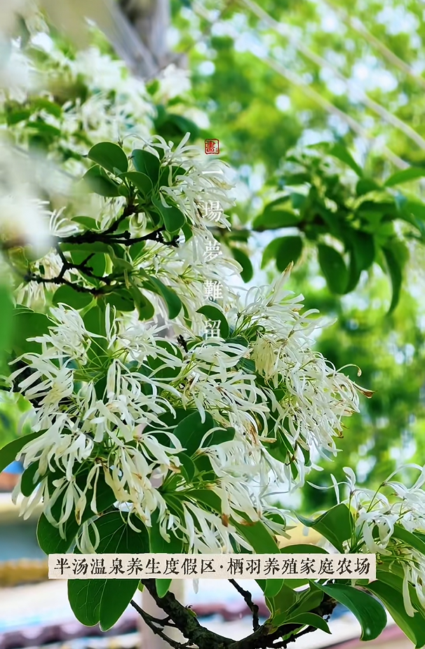 半汤流苏：一树白花，写尽暮春诗意