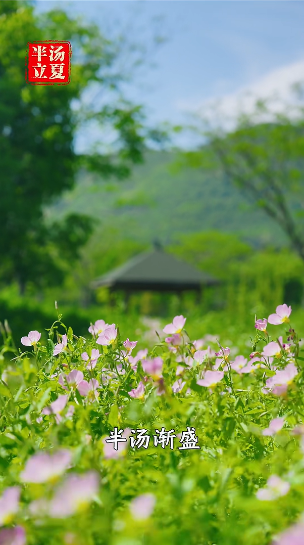 半汤·立夏 ｜风遇夏野，奔赴山间盛景