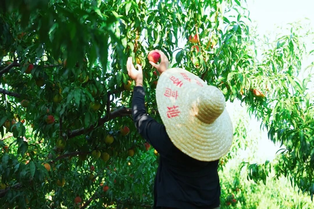 果香醉了初夏时光，赴一场山野采摘之约么？