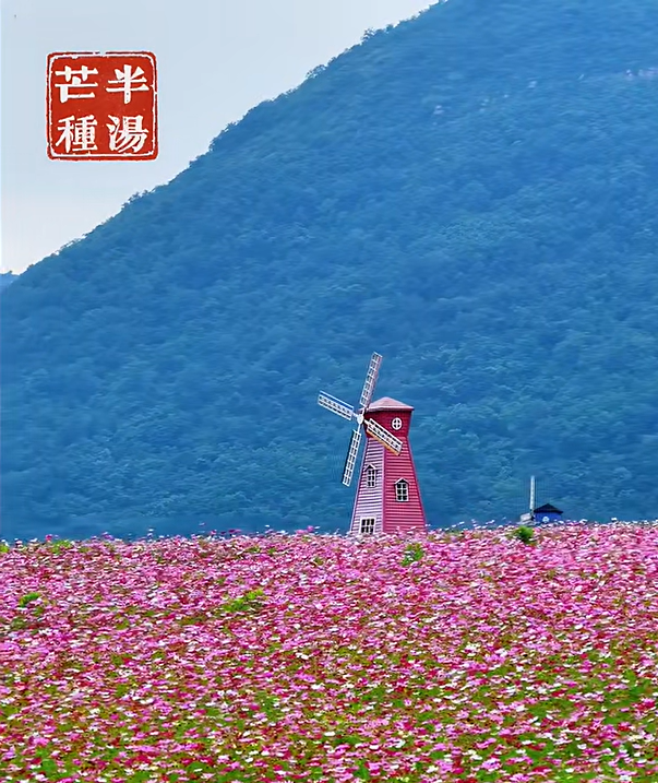 芒种拾闲，在半汤安顿满心欢喜