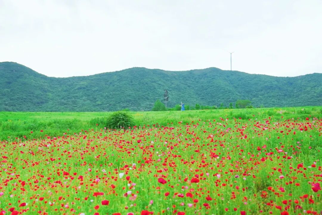 奔赴山野，不负韶华｜半汤毕业赏游全攻略，解锁夏日青春浪漫！