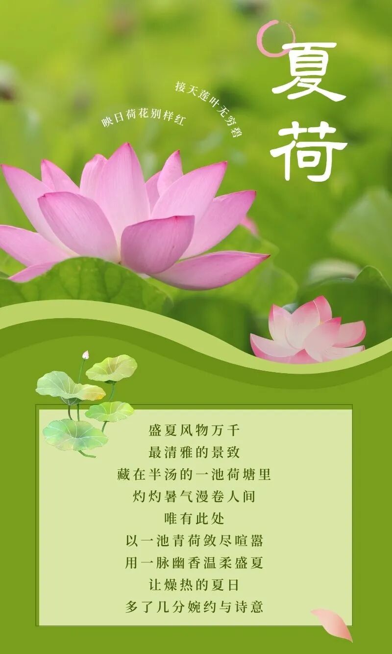 夏天，半汤“荷”你说 Hi！