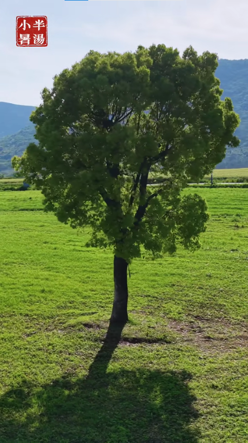 小暑｜在半汤的泉韵与山光里寻一整夏清凉
