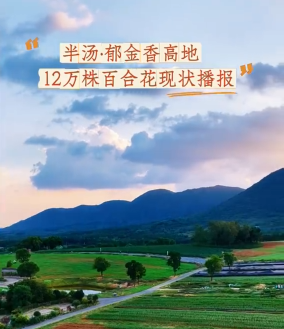 花期预告 ｜12万株百合花苞待放，浪漫秋天静待花开！