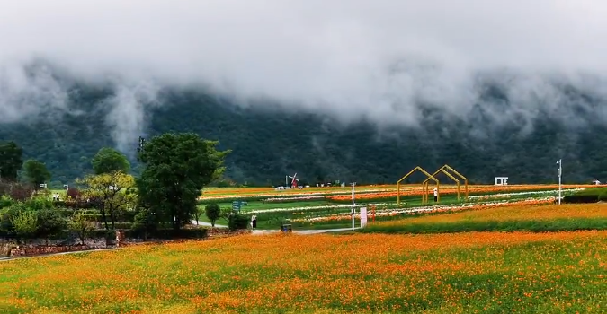 半汤烟雨限定，百合花海上线！