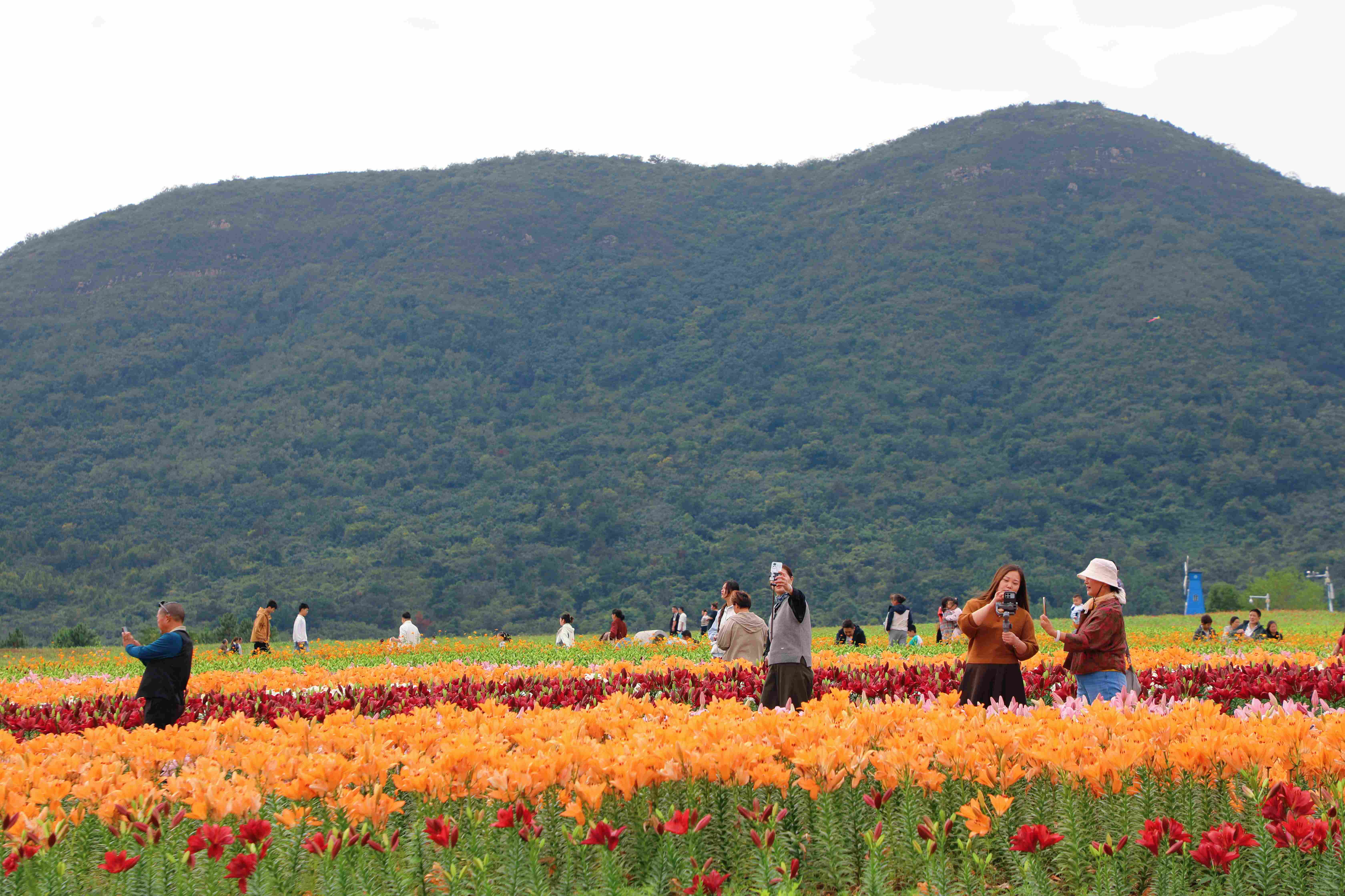 秋染半汤，繁花正当时：赏花、逛集、宿山野